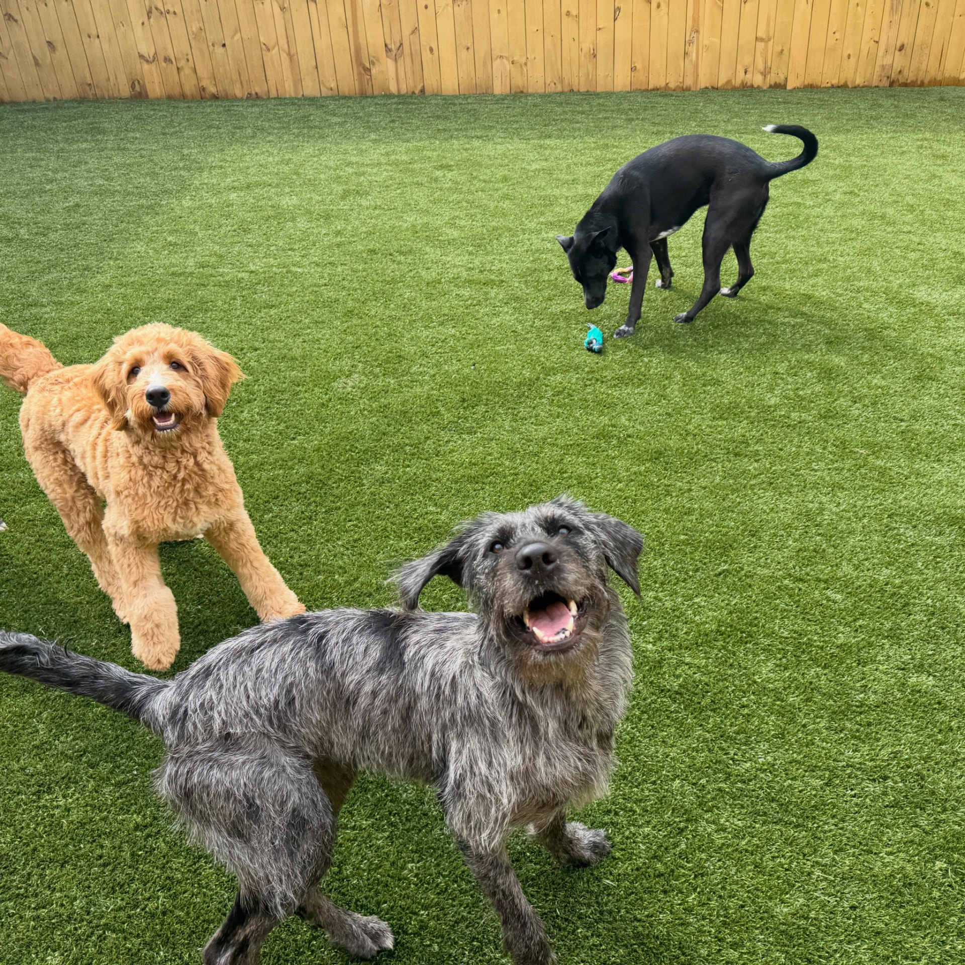 Two happy dogs playing on the turf in the Pleasant Paws outdoor yard