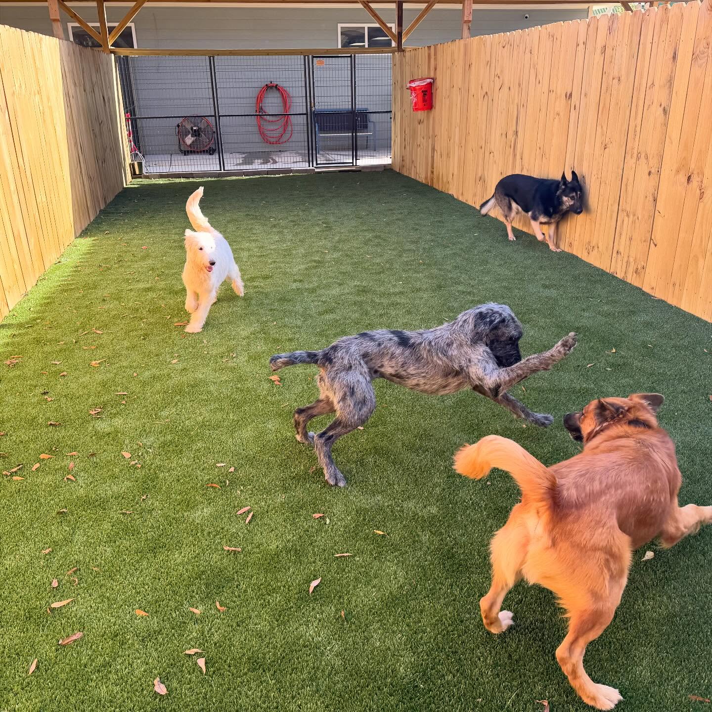 Dogs running and playing together in the Pleasant Paws daycare yard