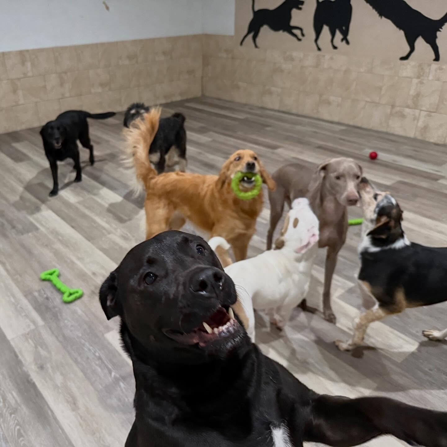 Dogs playing together with toys in the Pleasant Paws indoor playroom