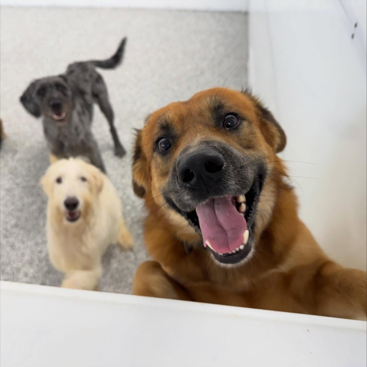 A smiling dog up close with friends behind him at Pleasant Paws