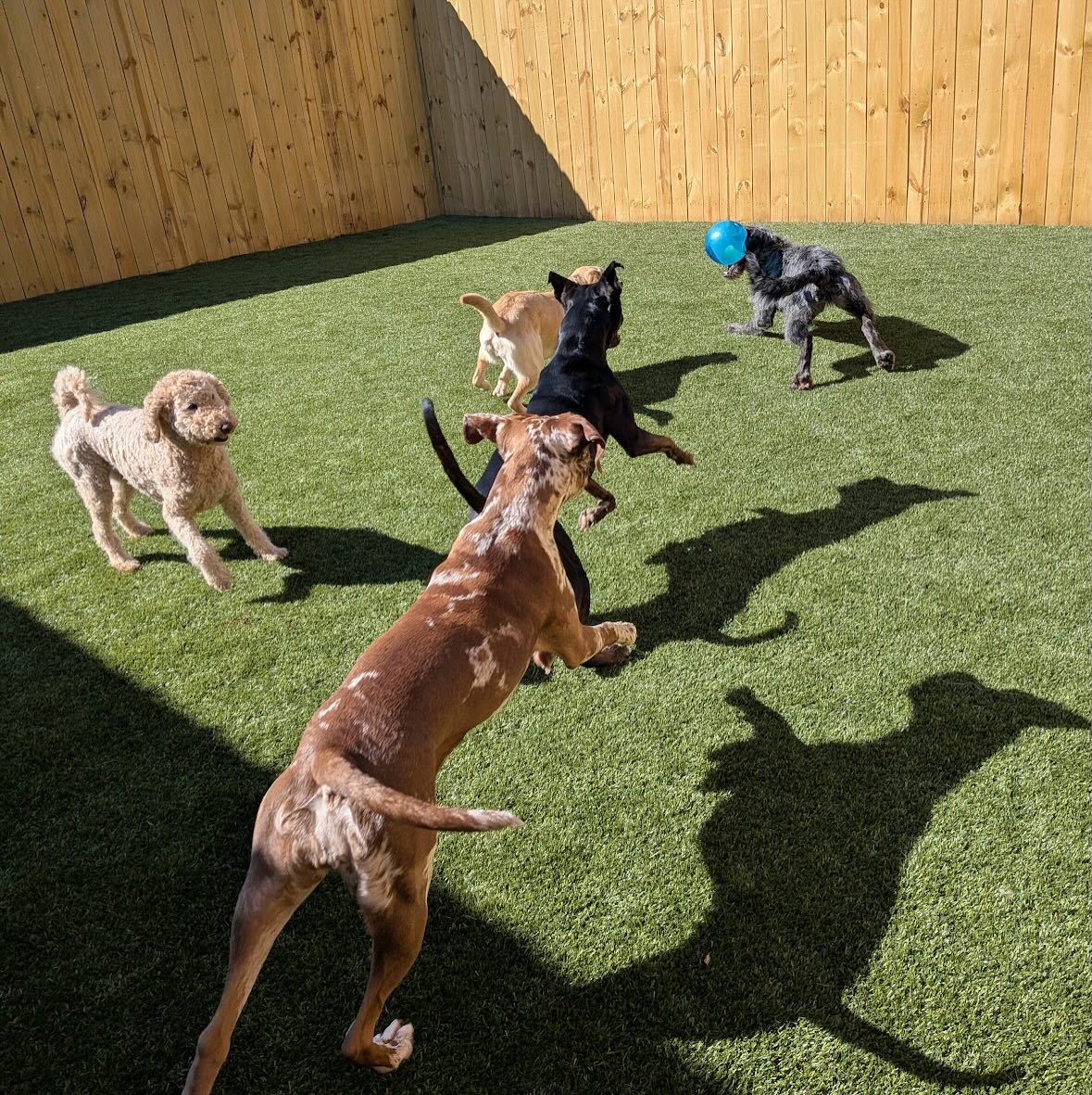 A group of dogs chasing a ball during outdoor play at Pleasant Paws