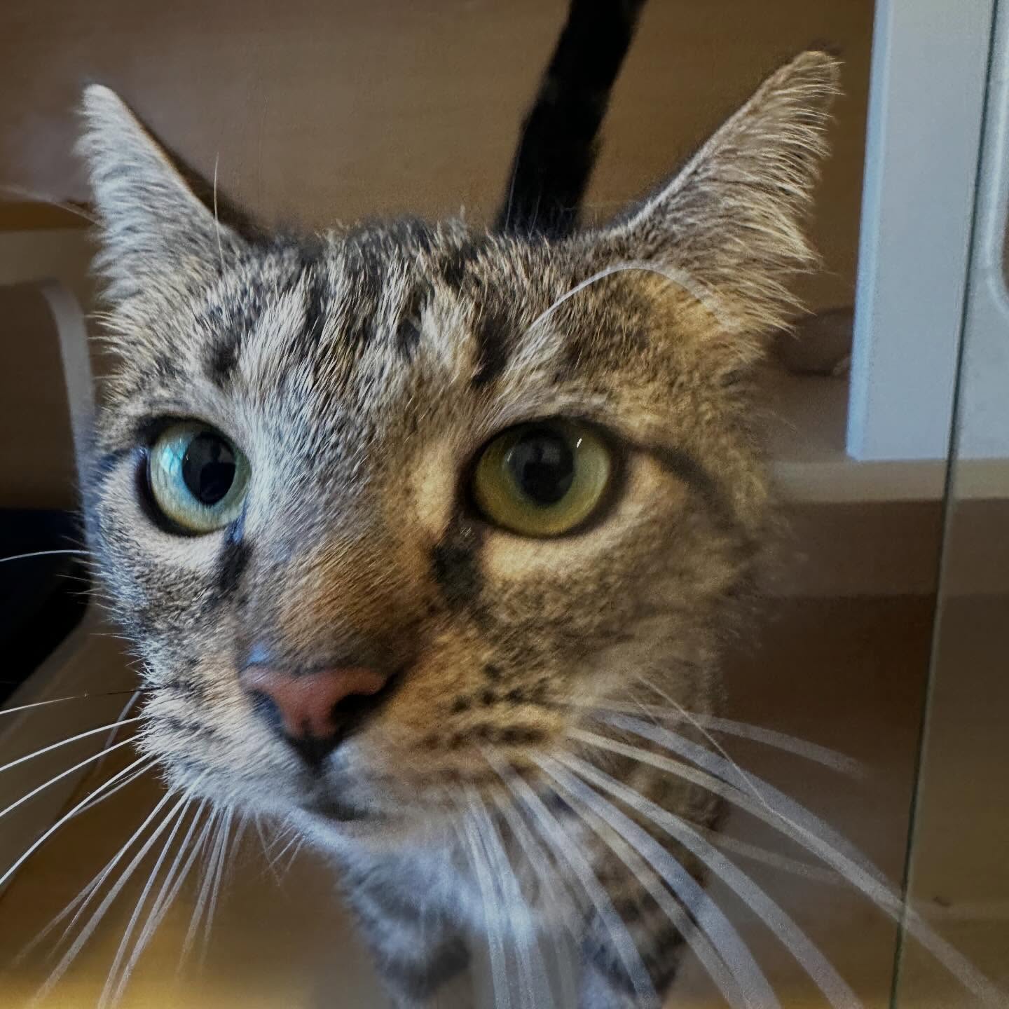 A curious cat relaxing in the Pleasant Paws cat boarding room