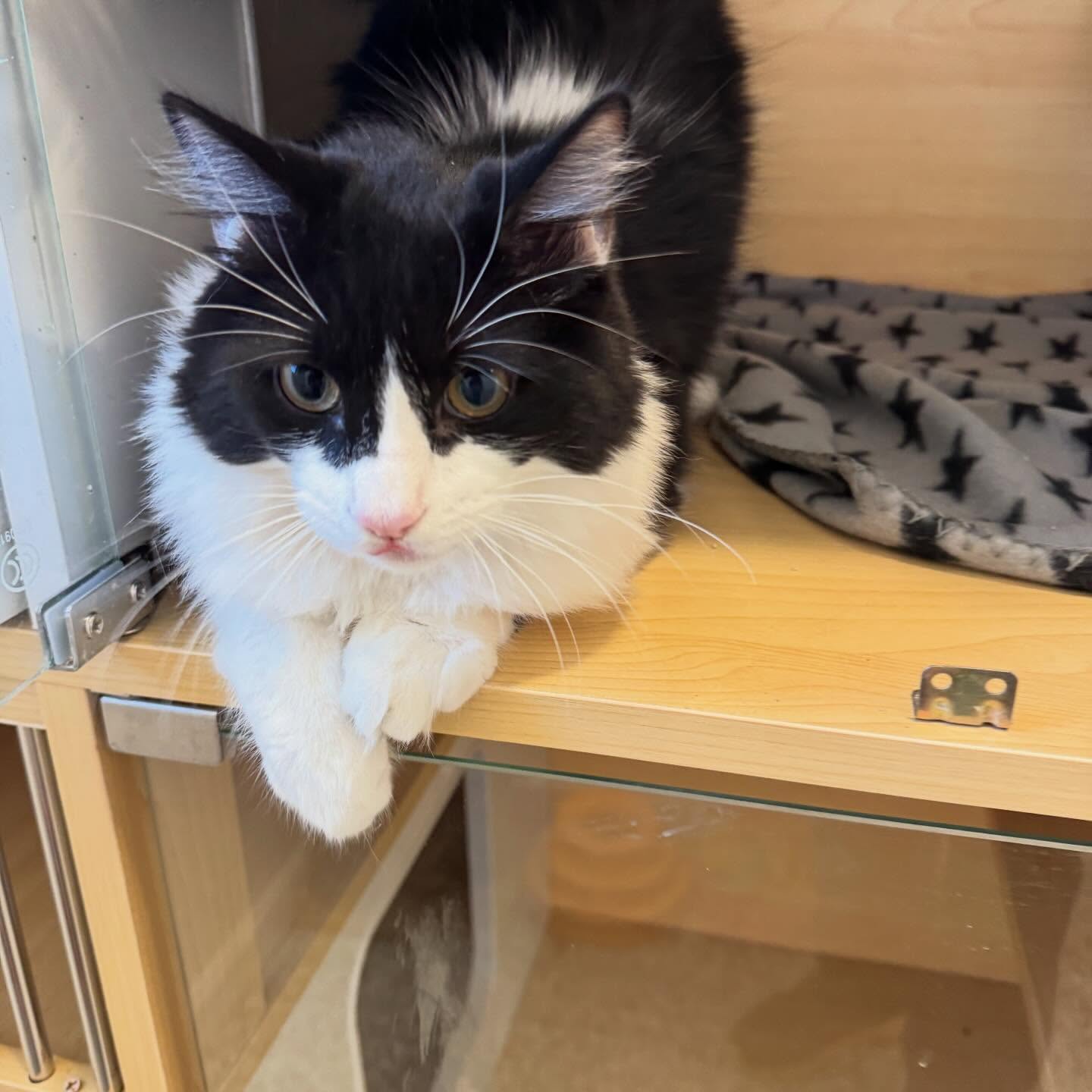A black-and-white cat resting in a cozy cat boarding condo at Pleasant Paws Monroe